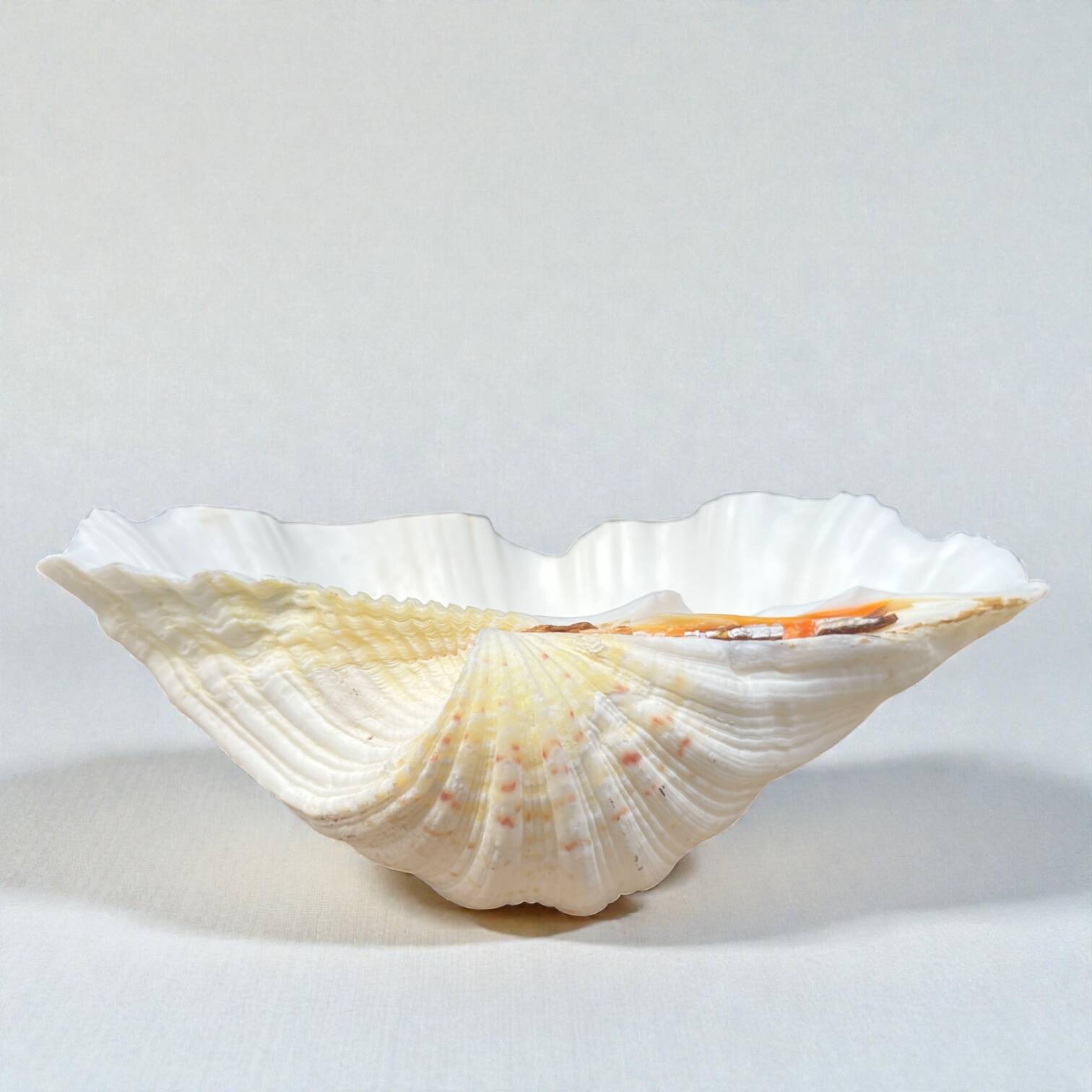 large shell-shaped ashtray Tridacna natural vintage 1970s