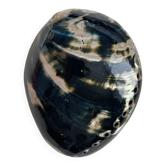 Coquillage d’ormeau poli