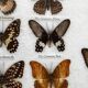 Naturalised butterflies