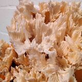 White coral