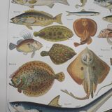 Fish lithograph from 1948