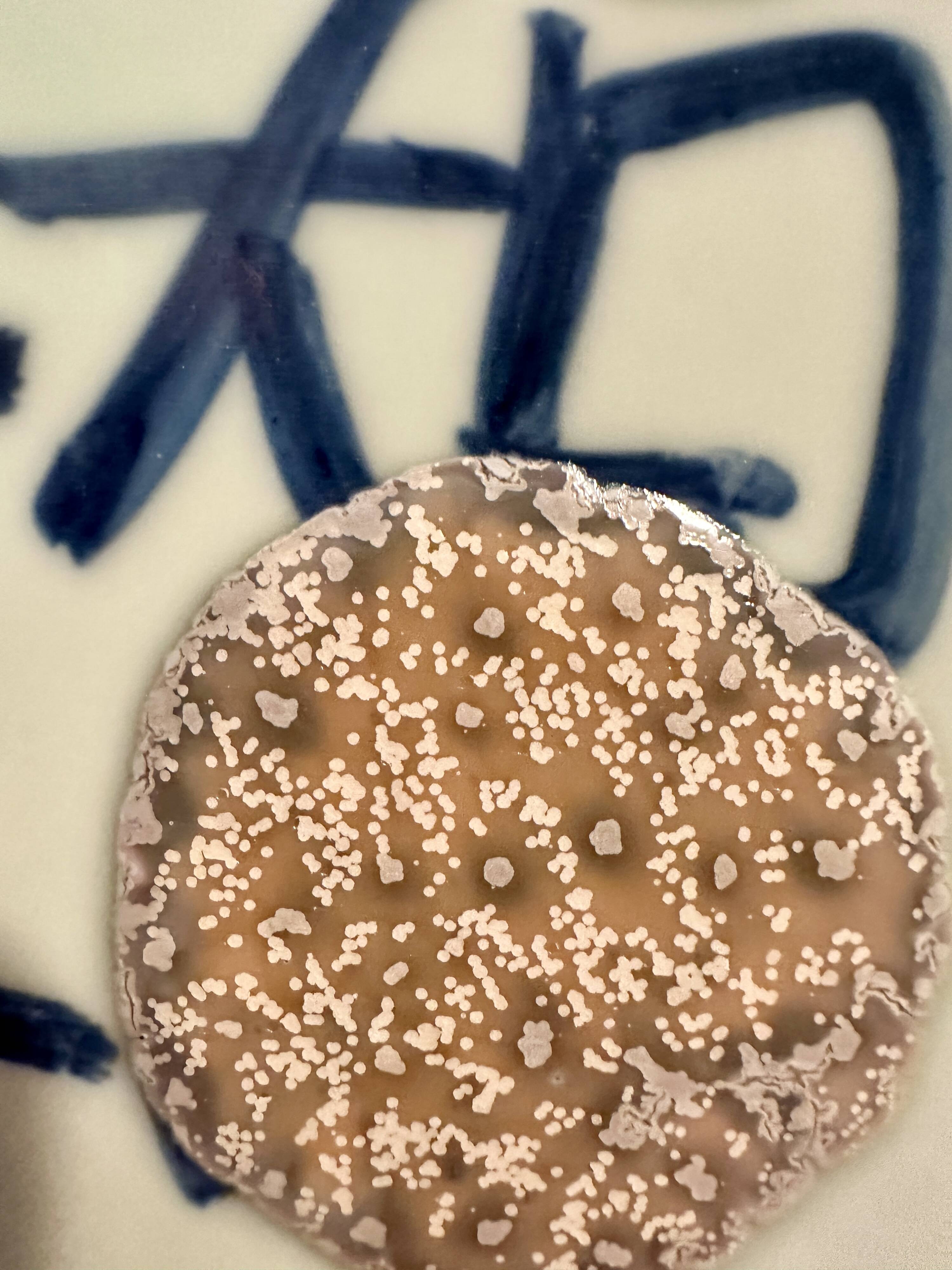 Plates by Attua Aparicio Torinos