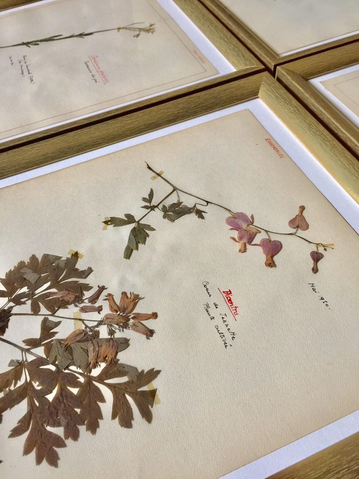 Lot of 4 boards herbarium 1950