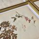 Lot of 4 boards herbarium 1950