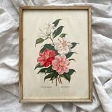 Lithograph - vintage botanical print Camellia Japonica