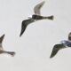 Lot de 3 oiseaux de goéland chromé, 15 - 20 -25 cm
