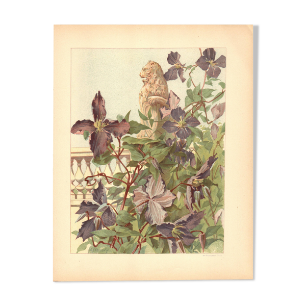 Gravure Art nouveau 1896 - Clématites et statue de lion - Illustration — Beyit