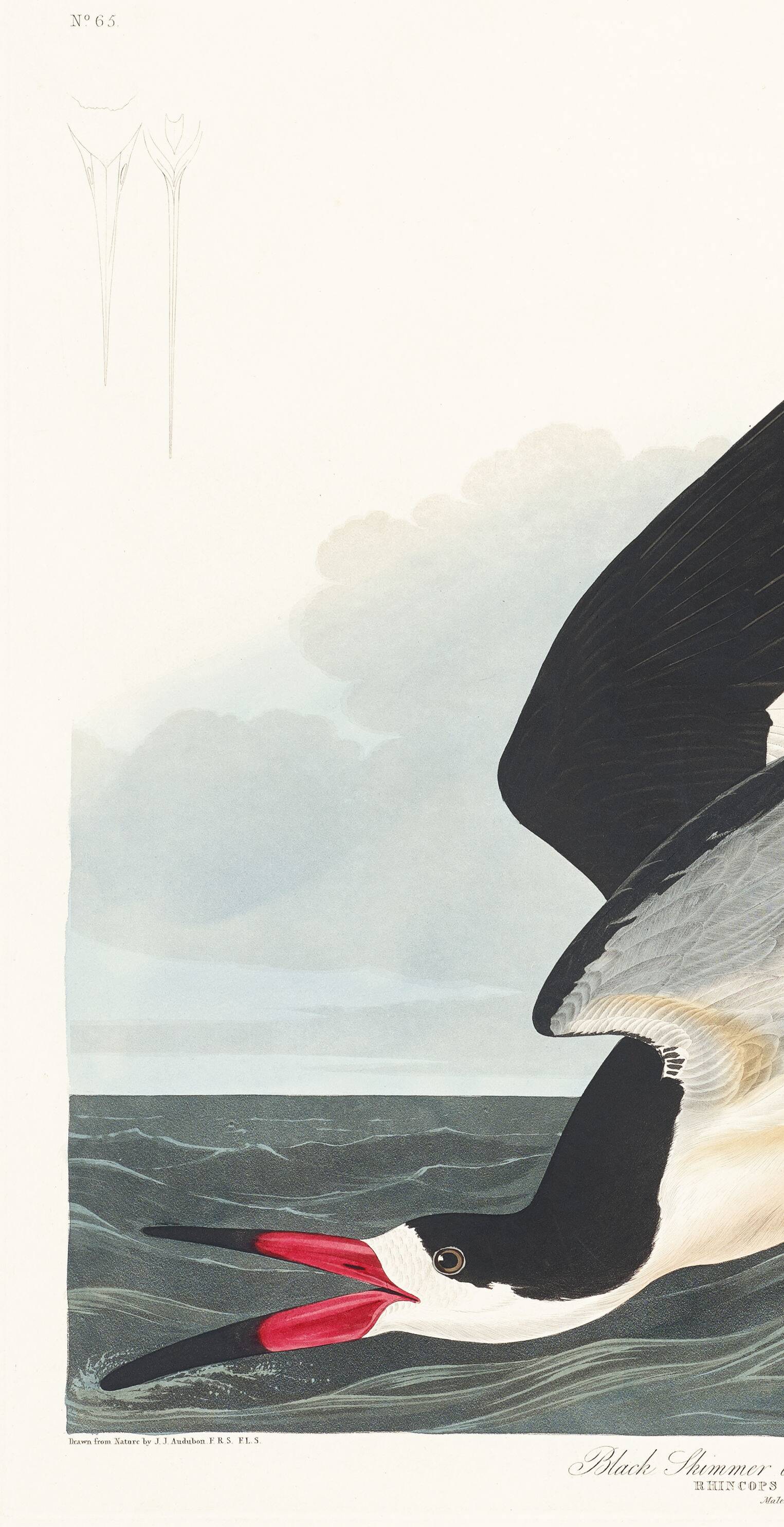 Poster about the Black Tern, based on an old engraving from 1827.