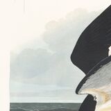 Poster about the Black Tern, based on an old engraving from 1827.