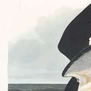 Poster about the Black Tern, based on an old engraving from 1827.
