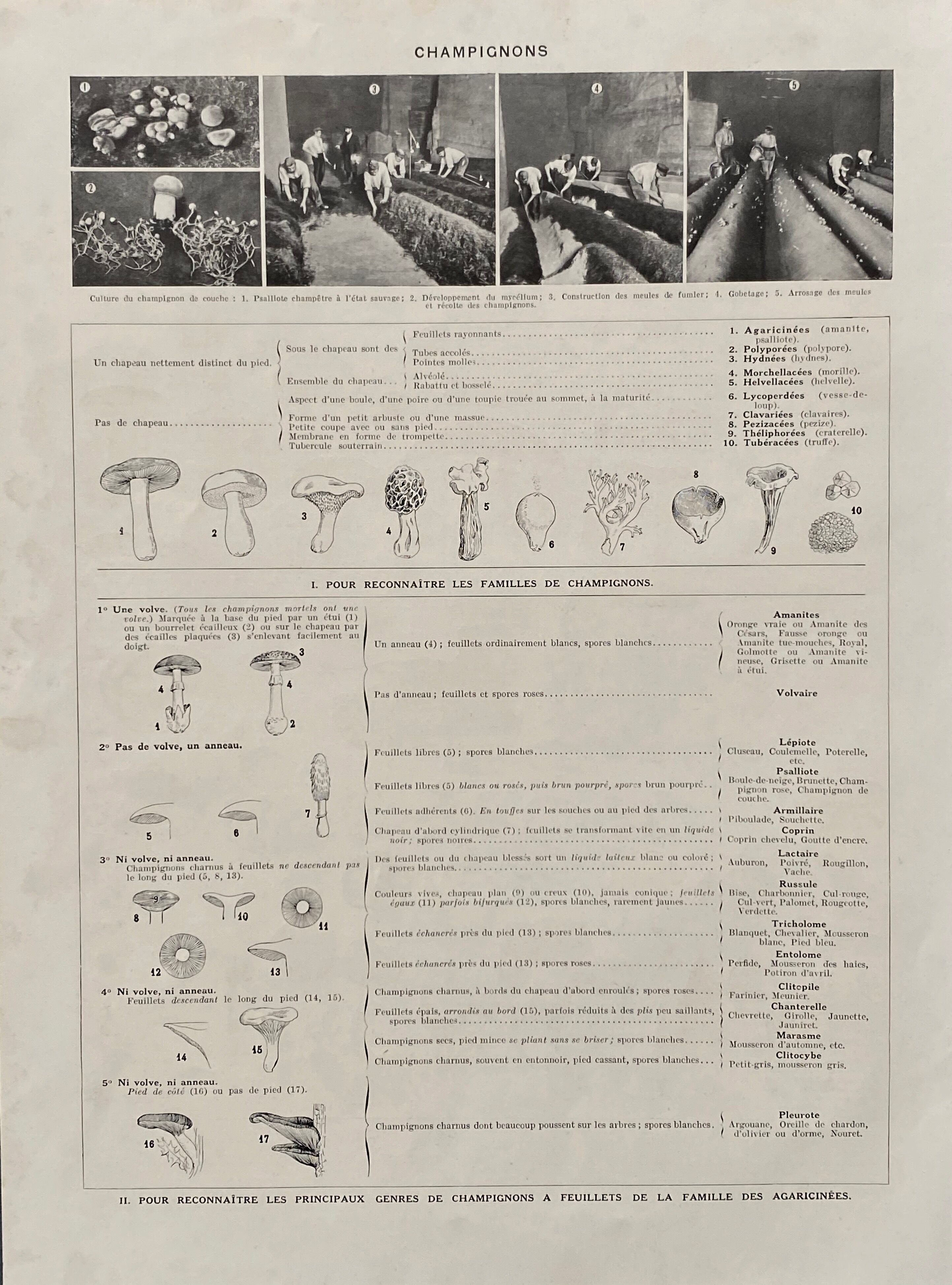 Old illustration Millot "Mushrooms"