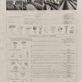 Old illustration Millot "Mushrooms"