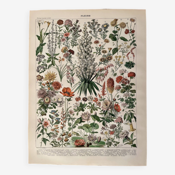 Lithographie sur les fleurs (amarante) - 1900