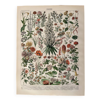 Lithograph on flowers (amaranth) - 1900