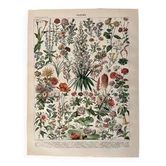 Lithographie sur les fleurs (amarante) - 1900