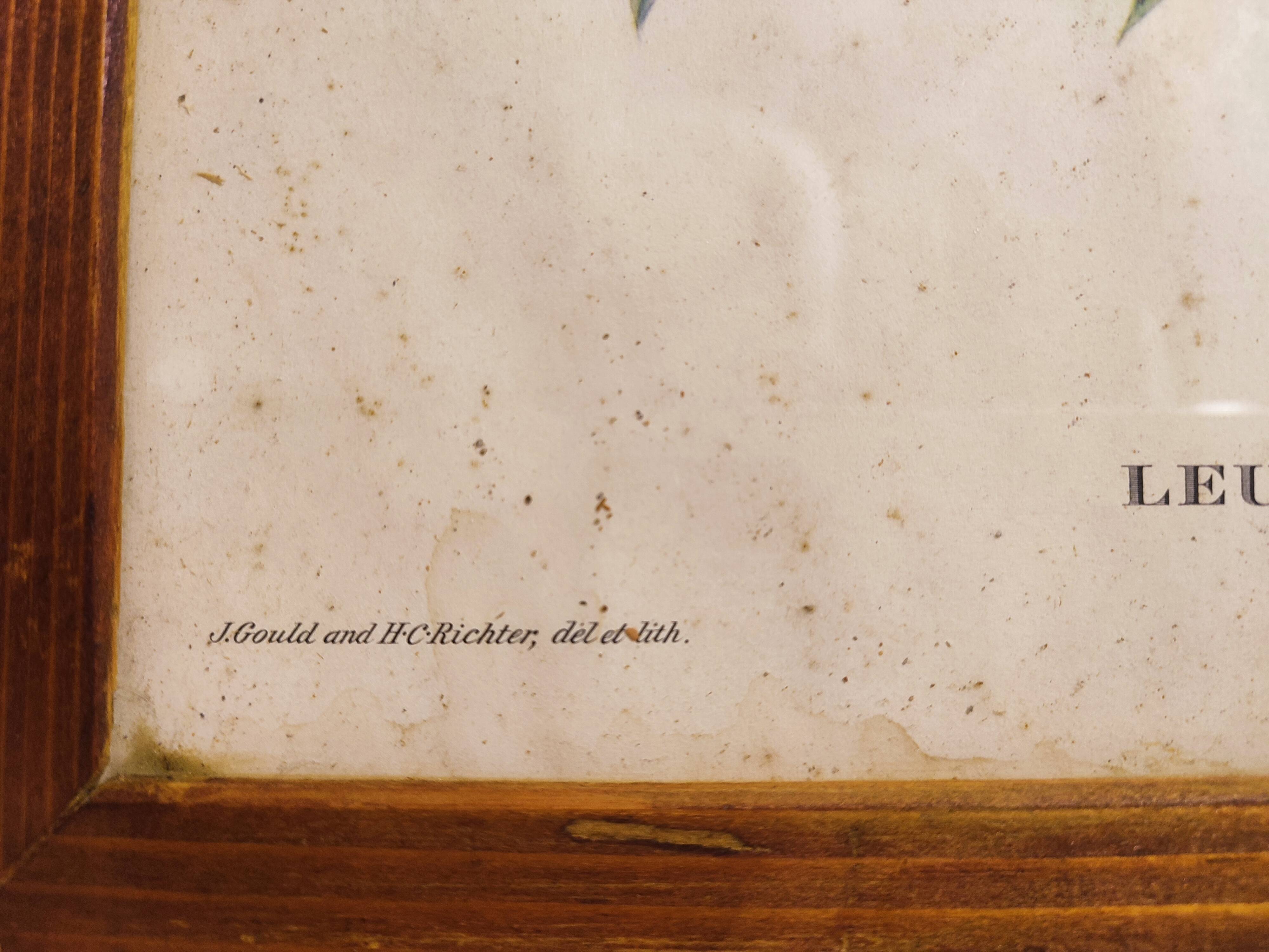 Gould lithograph enhanced hand hummingbird