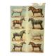 Old engraving 1921 - Horse Breed (2) vintage horse plate
