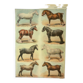 Gravure ancienne 1921 - Race de Chevaux (2) planche cheval vintage