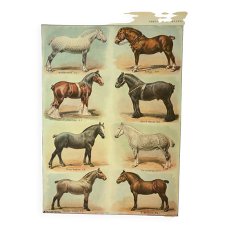 Old engraving 1921 - Horse Breed (2) vintage horse plate