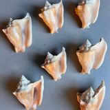 Shells lot or detail, Strombus Lobatus Peruvianus