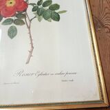 Lithograph PJ Redoute Old Rose