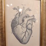 Anatomical heart frame