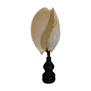 Cabinet de curiosités