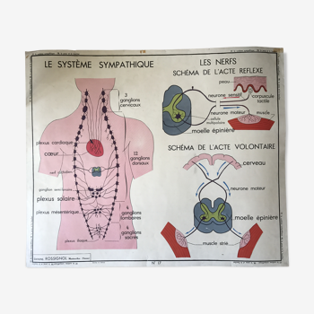 Ancienne affiche de sciences Rossignol anatomie et médecine