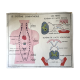 Ancienne affiche de sciences Rossignol anatomie et médecine