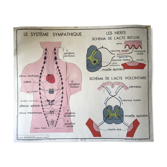Old poster of Rossignol Anatomy and medicine sciences