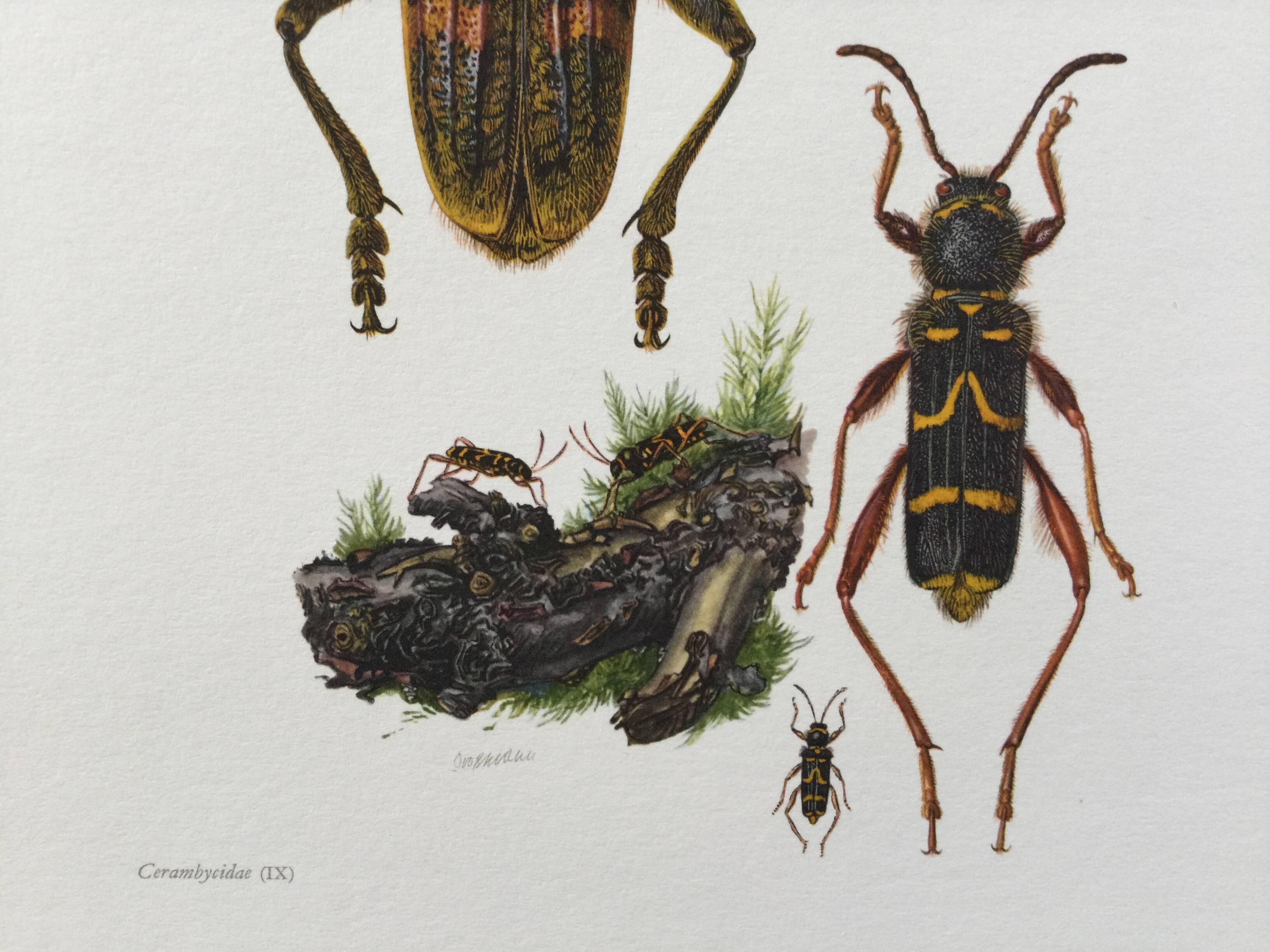 Old illustration "insects", 1960s