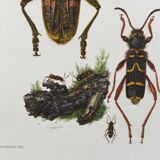 Old illustration "insects", 1960s