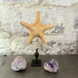Starfish on turned wooden base, late 19th century - cabinet of curiosities