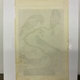 Naturalistic engraving birds