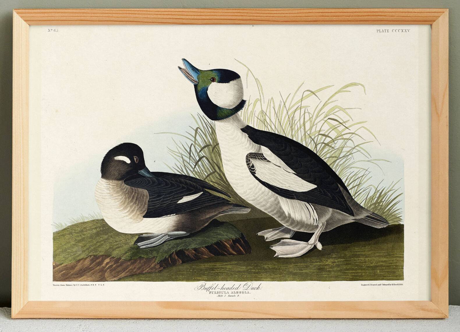 Poster about the Golden-eyed Garrot, after an old engraving from 1827.