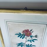 Botanical engraving framed