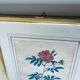 Botanical engraving framed