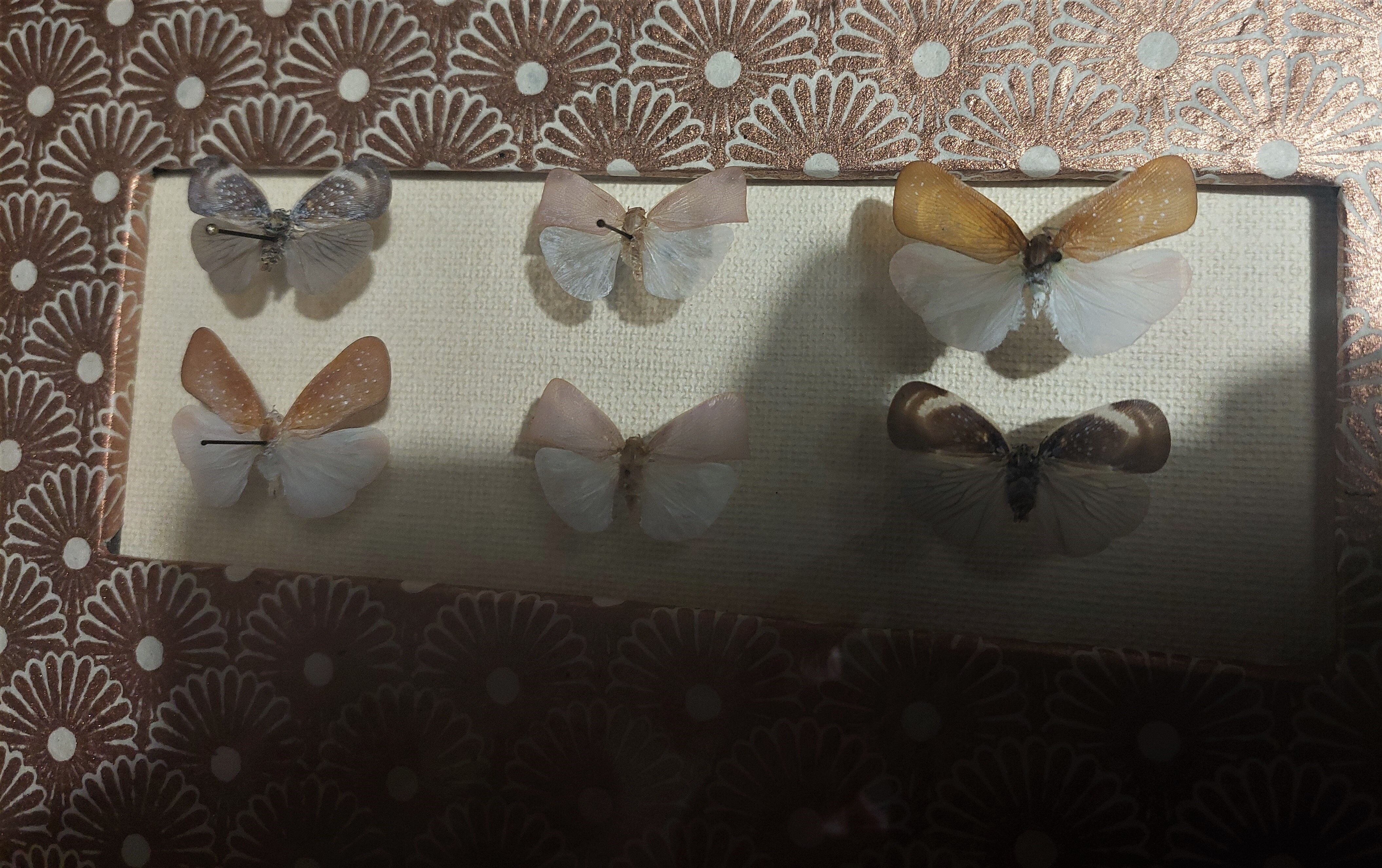 Natural history entomology framework insects aphaeninae sp.