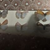 Natural history entomology framework insects aphaeninae sp.