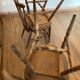 2 chaises Tacoma de Baumann