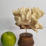 Antique natural coral mounted on turned wooden base, 22 cm