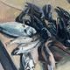 Still life with lobsters and fish, oil on canvas signed