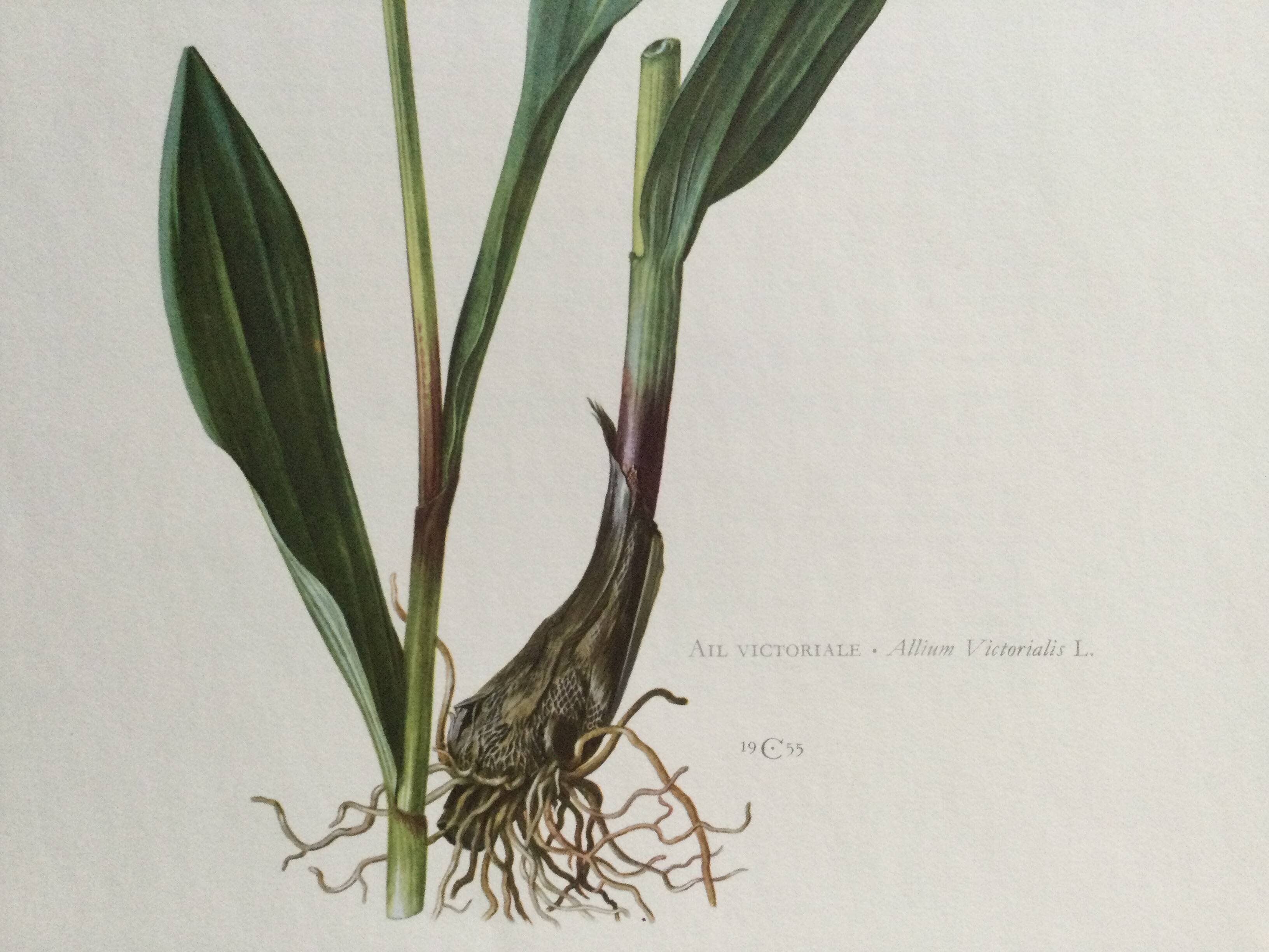 Victorian Garlic Flower Botanical Poster