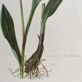 Victorian Garlic Flower Botanical Poster