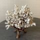 Corail blanc grand modèle 1960 sur bois sculpté