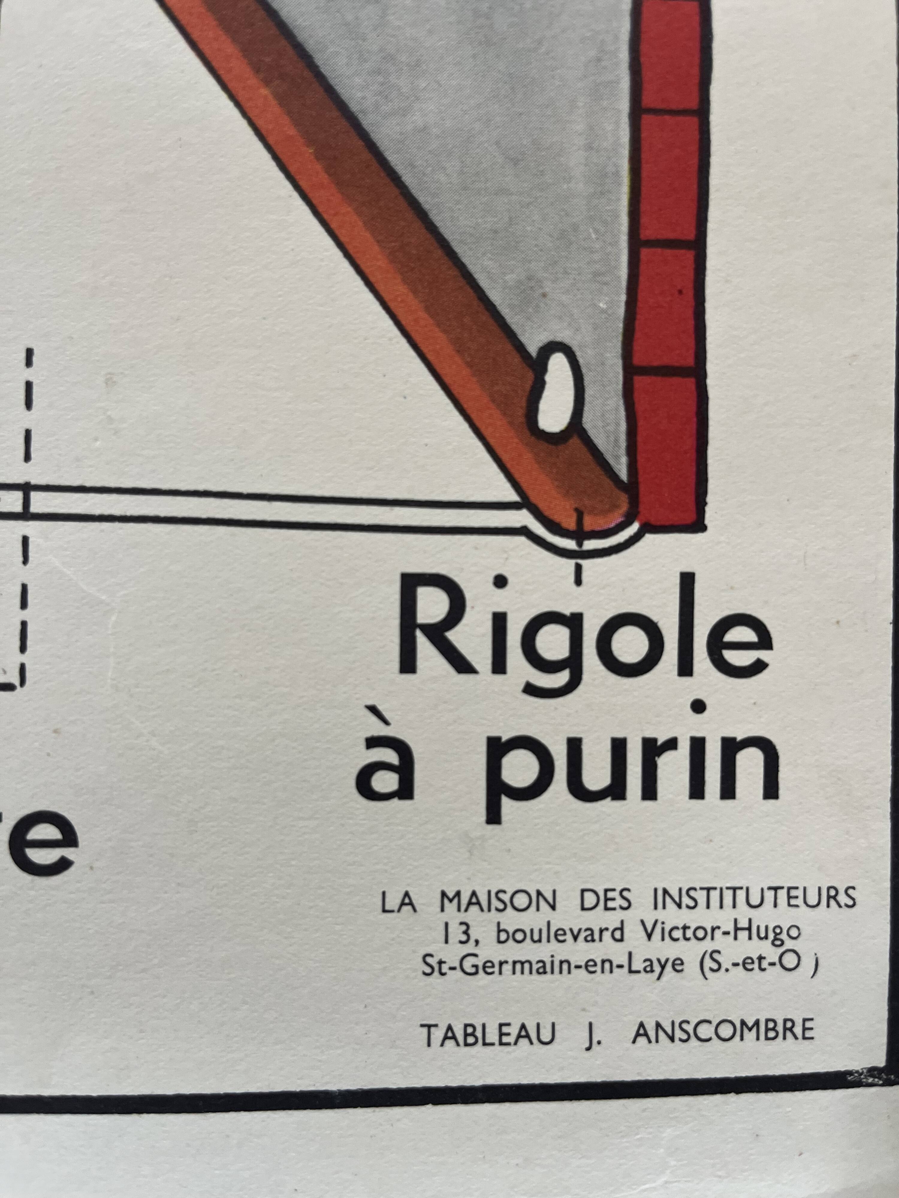 Affiche scolaire ancienne Rossignol – Anatomie animale chat / porc – recto