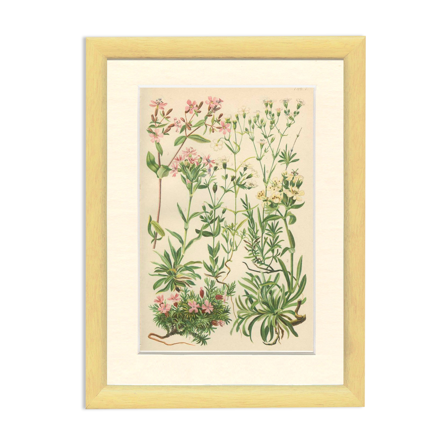 Botanical plate: Saponaire of the rocks, Silène of the Alps, Gypsophile, Campion of mosses