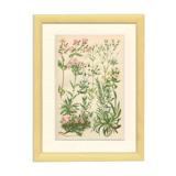 Botanical plate: Saponaire of the rocks, Silène of the Alps, Gypsophile, Campion of mosses