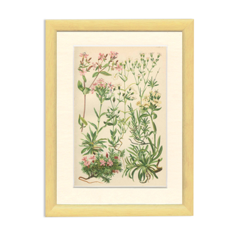 Botanical plate: Saponaire of the rocks, Silène of the Alps, Gypsophile, Campion of mosses