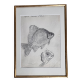 Original drawing by Marcel Bourgeois, 1960, Carassine, Graphite on paper